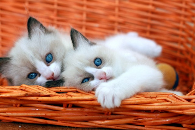 Коты и Кошки