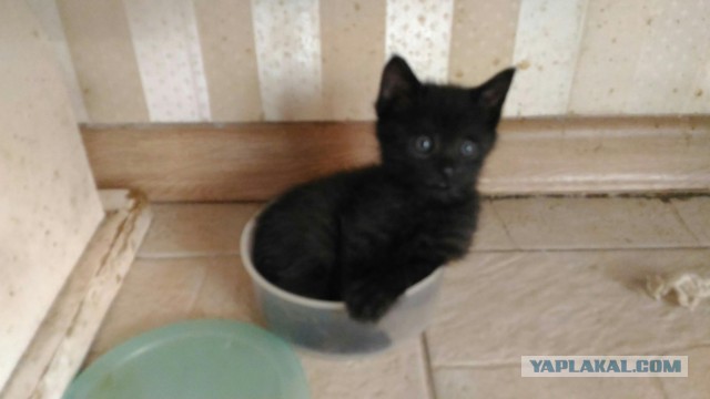 Котовторник  14.11.2017