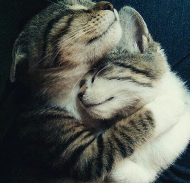 Коты и Кошки