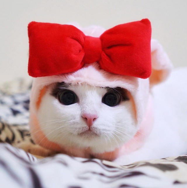 Котовторник!