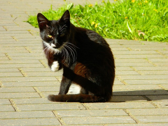 Котовторник  12.06.2018