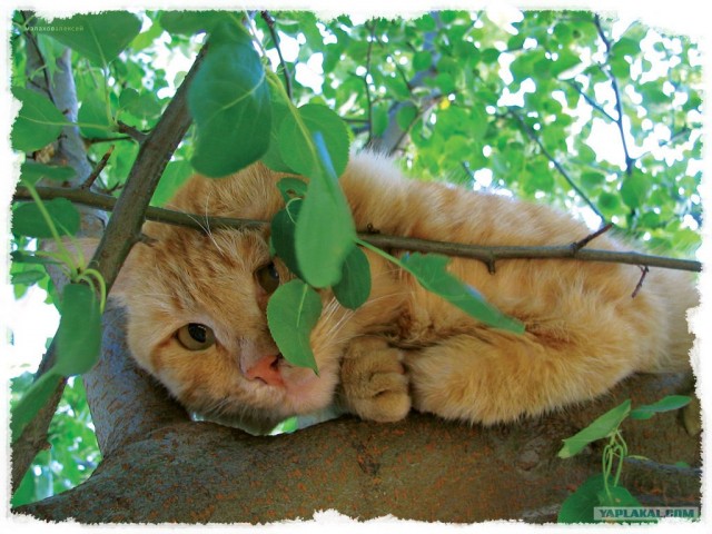 Коты на вторник на ЯПлакалъ (07.10.2008)