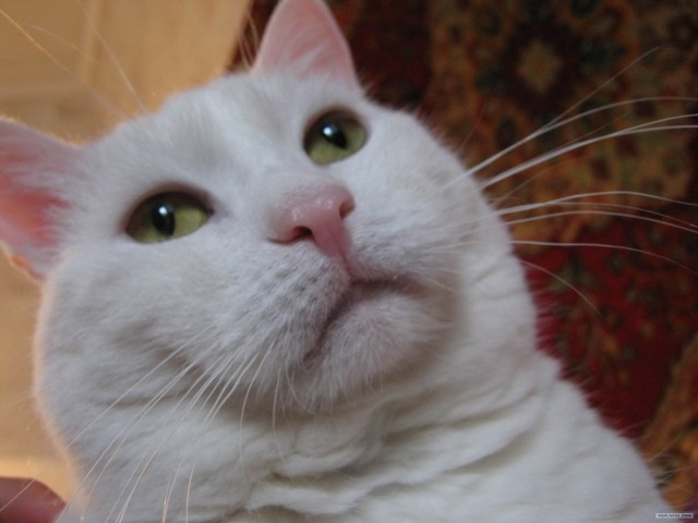 Котовторник на 22 июня