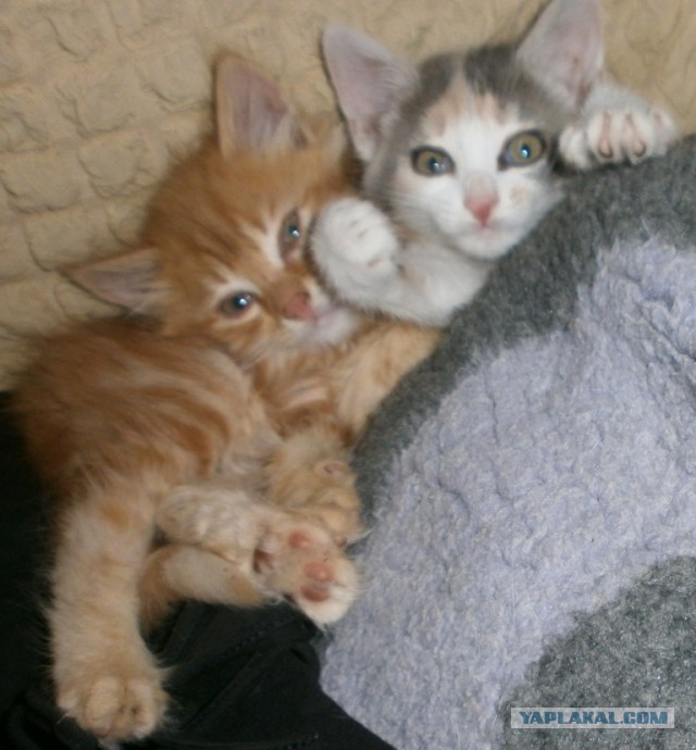 Котовторник 11.09.18.