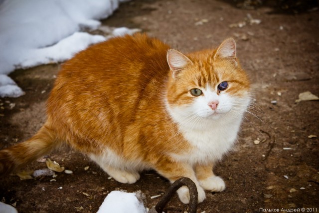 Котовторник - С праздником, котоводы!