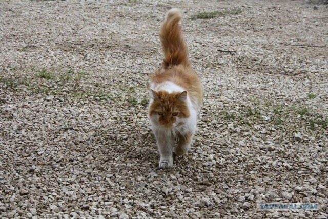 Котовторник уже сегодня!