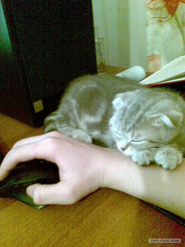 Котовторник  07.06.11