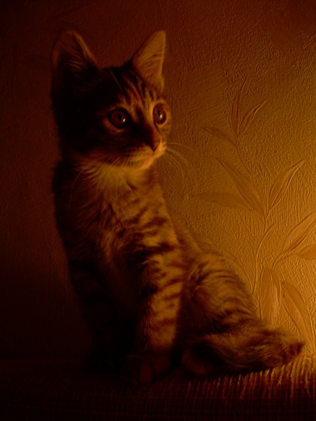Котовторник объявляется открытым!