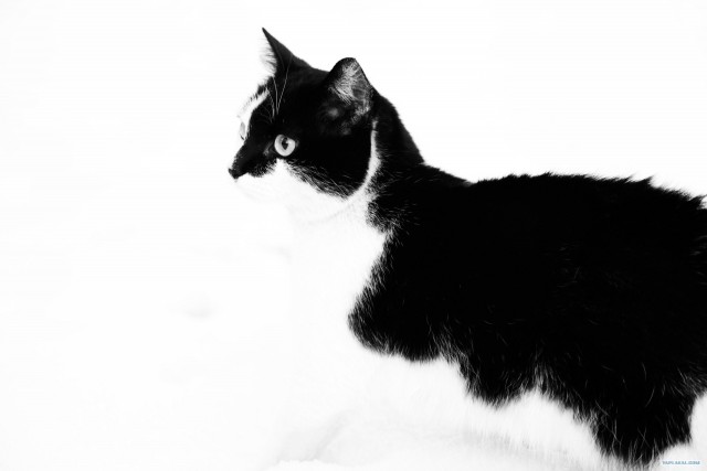 Котовторник 13.12.11 - магическе числа