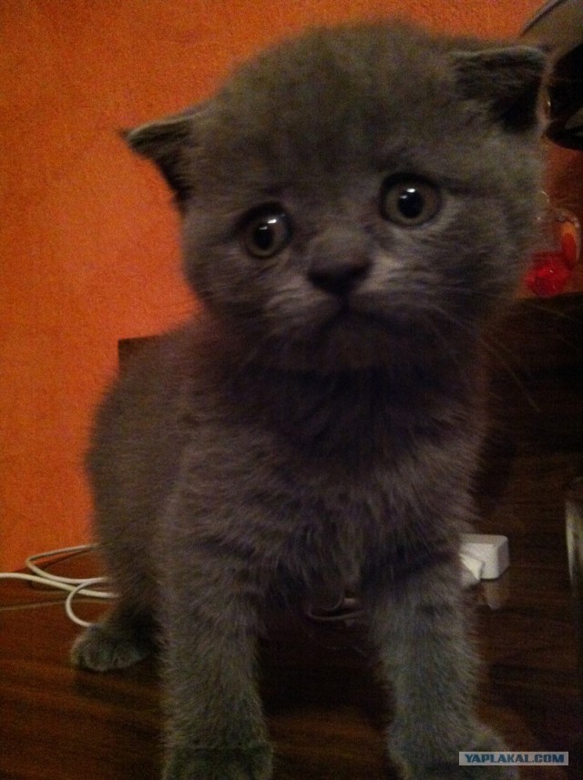 Котовторник на 26.06.12