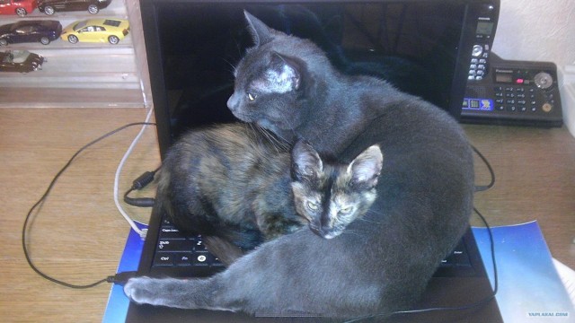 Котовторник  28.08.12