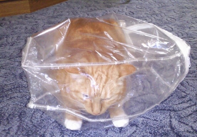 Котовторник 11.09.2012