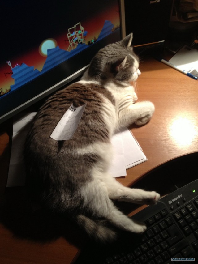 Котовторник 30.10.2012