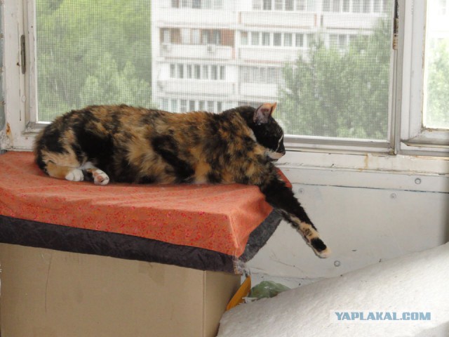 Котовторник 19.02.2019