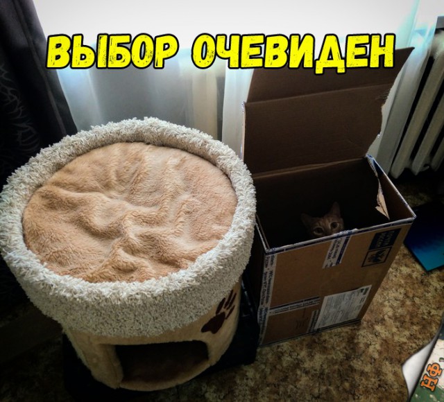 Забавные фото котеек