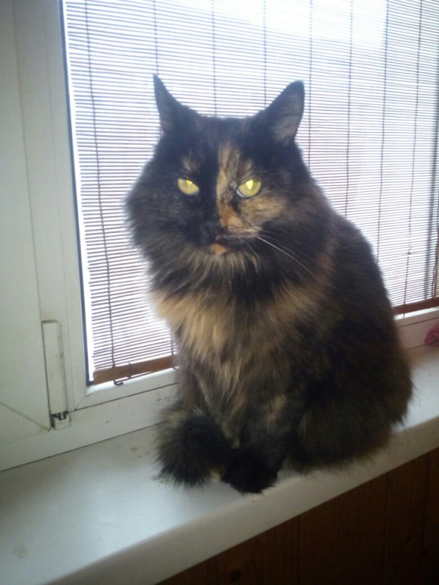Котовторник 19.03.2019