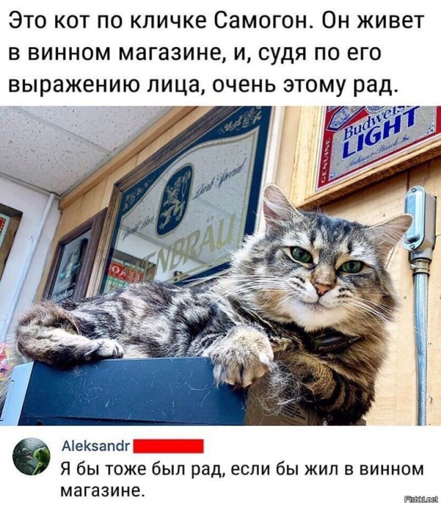Смешные комментарии из социальных сетей 20.09.2019
