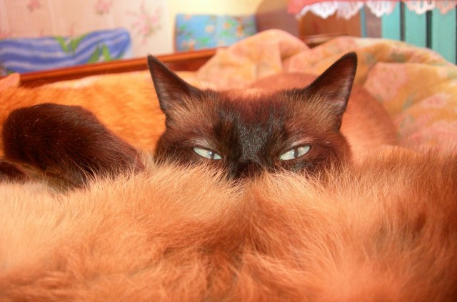 ̶К̶о̶р̶о̶н̶  Котовторник!