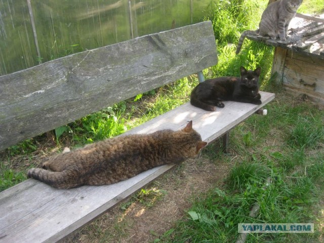 Жизнь домашнего приюта для котеек 299