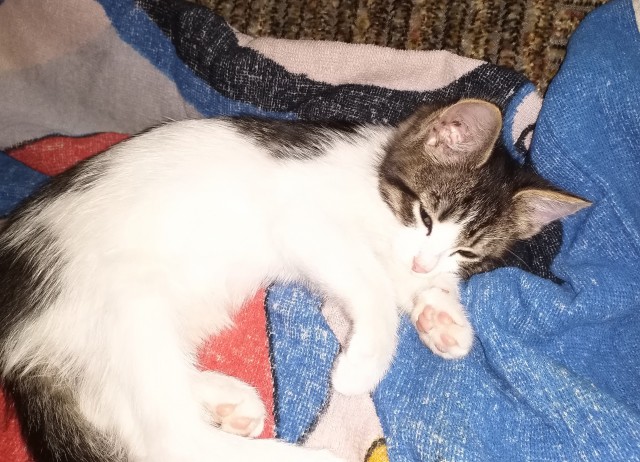 Коты, которые спят где попало и как попало