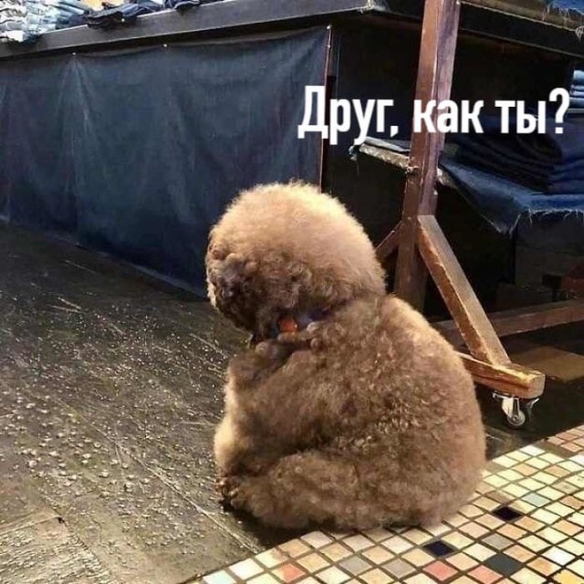 Чуток картинок не про вирус  18.0.  Животные
