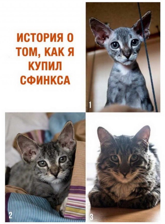 Юмор в картинках 10.11.20