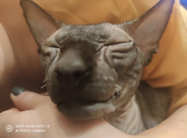 Даешь котовторник!