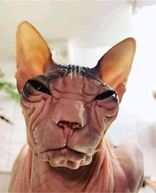 Вторник-кото