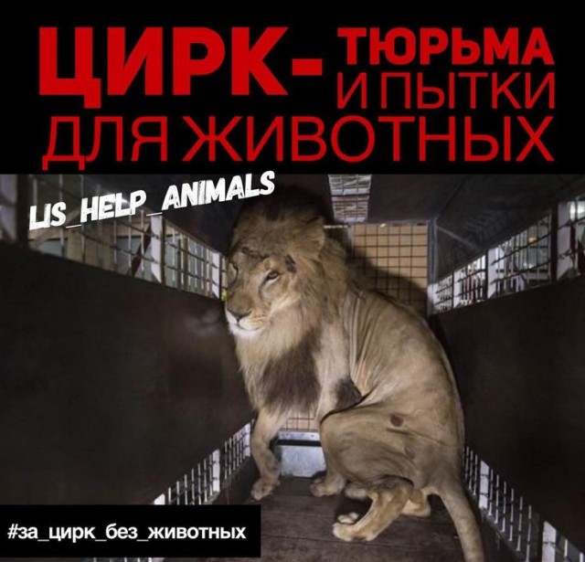 В Набережных Челнах сотрудники цирка напали на журналиста, снимавшего зверей