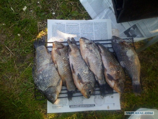 Все из рыбы!