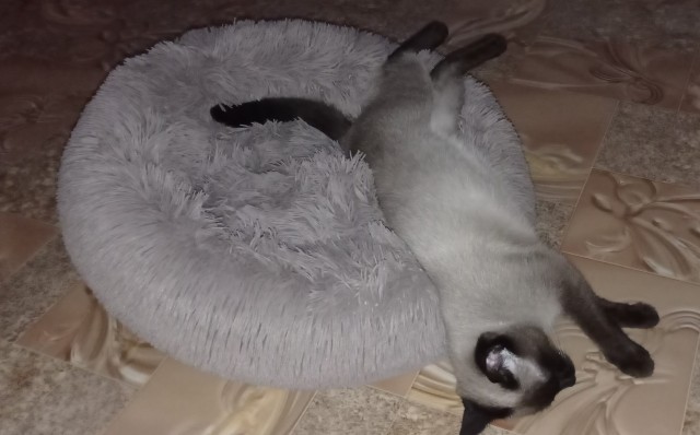 Хвалитесь своими кошечками