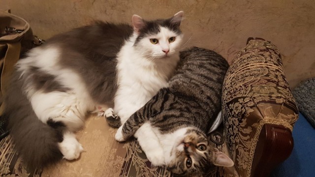Котовторник. Поговорим о кличках, друзья