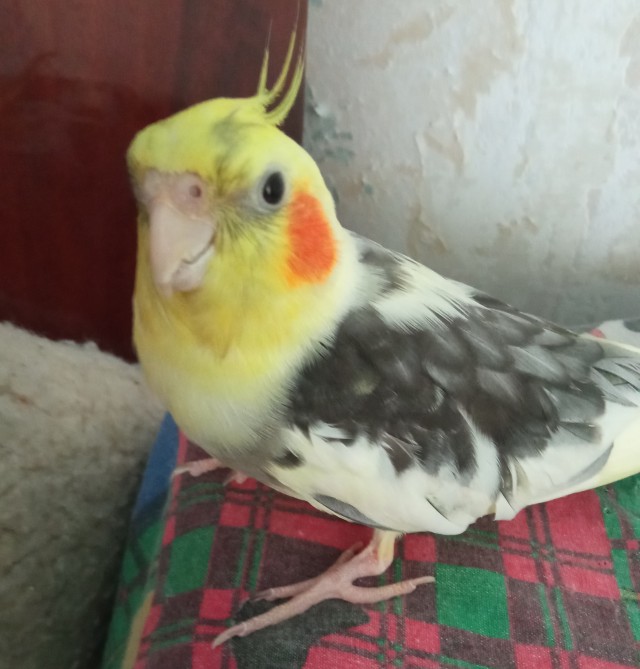 Парень который всегда рядом