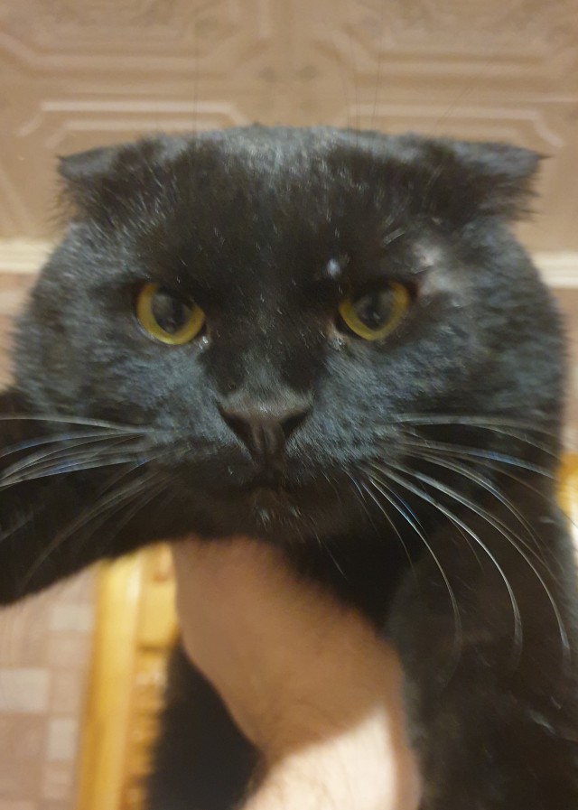 Мой кот, прошу любить и жаловать