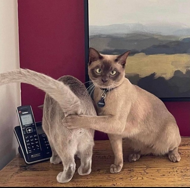 Кошачий триллер