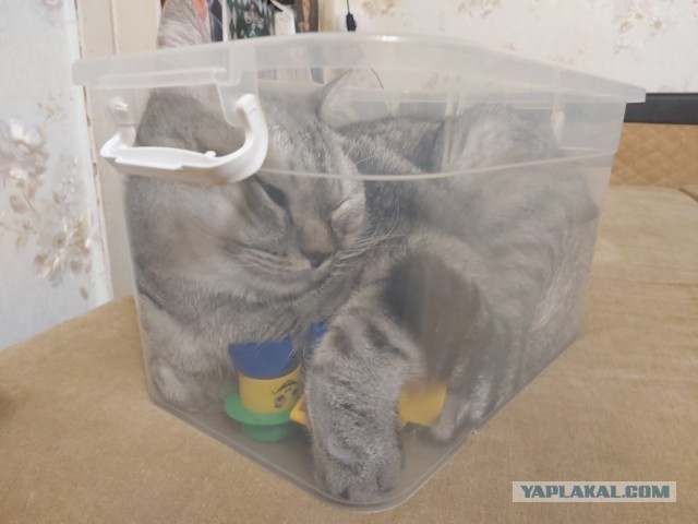Котовторник 25.01.22