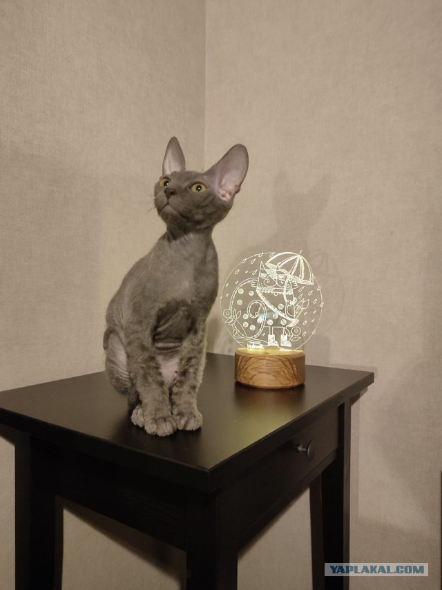 Котовторник - по расписанию!