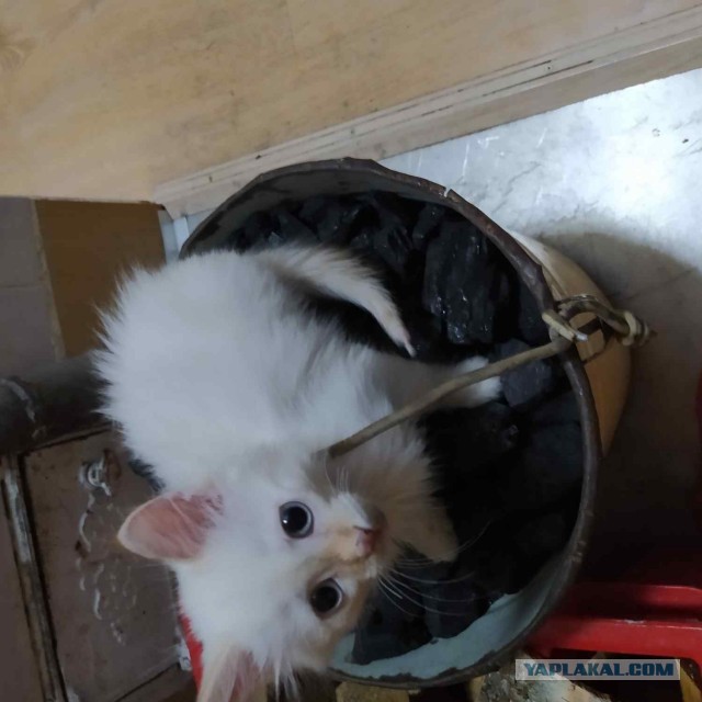 Котовторник вроде.