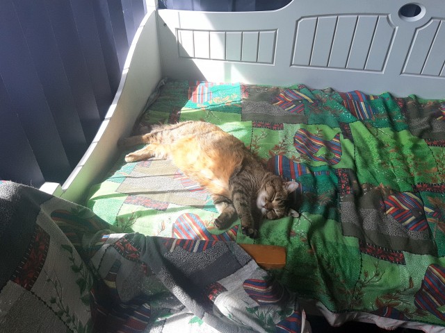 Котовторнику быть