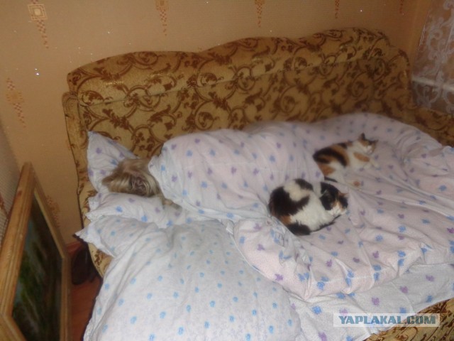 А как вы спите с котиком?