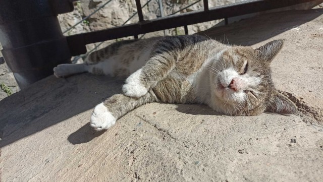 Стамбульские коты