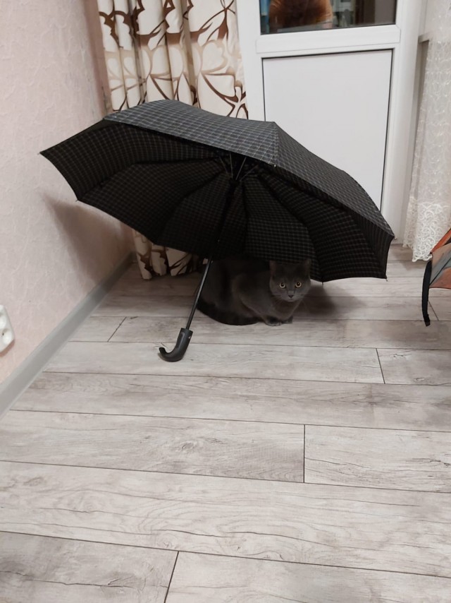 Котоюмор на ЯП. Веселые кото-картинки!