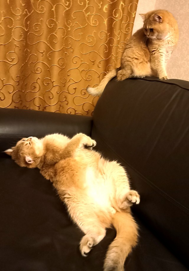 Котовторник 17.01.23