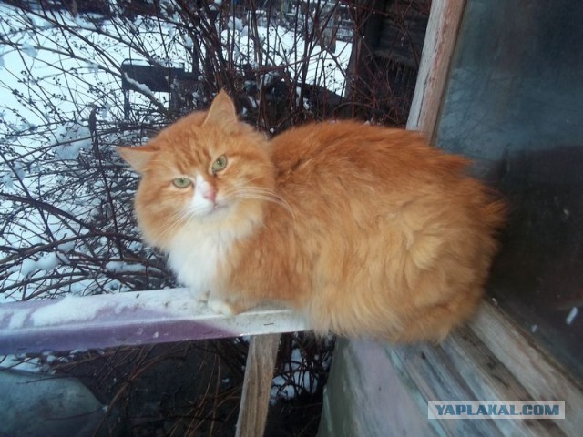 Жизнь домашнего приюта для котеек 430