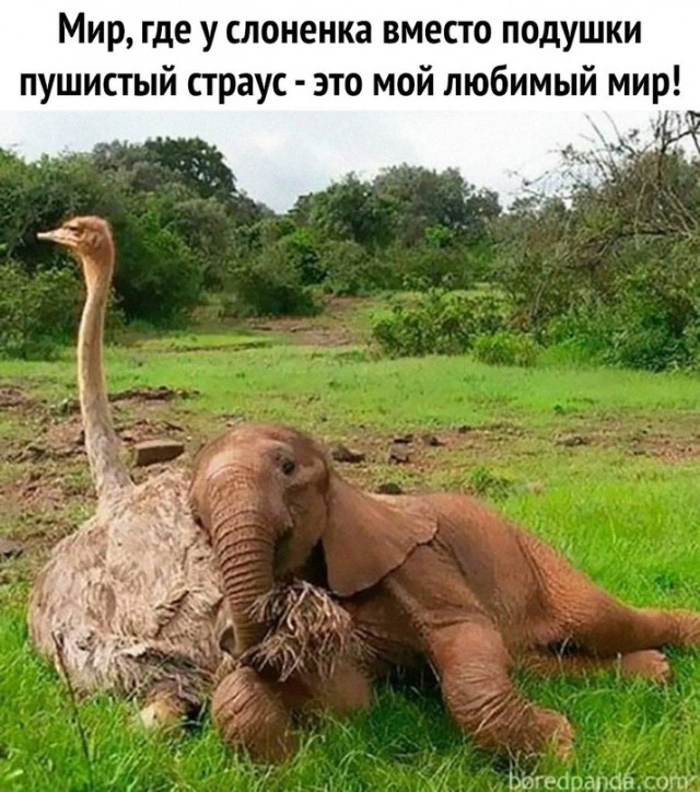 Картинки и мемы. Выходные близко...