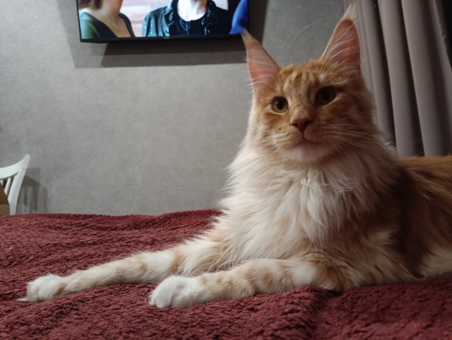 Кошка