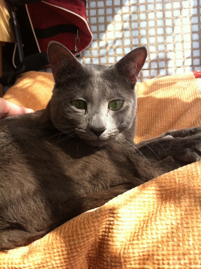 Котовторник 09.04.2013