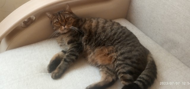 Ловушки для котов