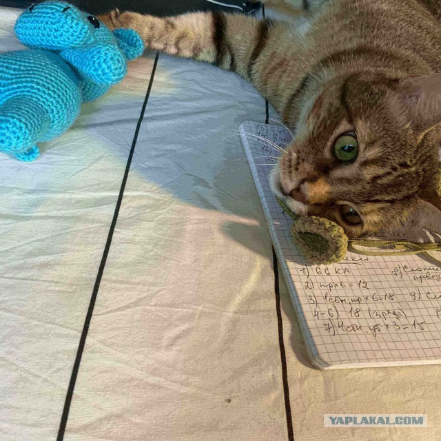 Начинаем котофторник?