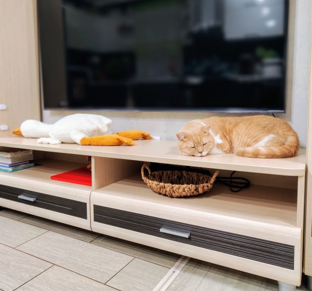 Всех с котовторником